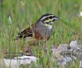 Emberiza_cirlus_pj0765