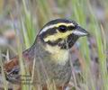 Emberiza_cirlus_pj0776