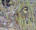 Emberiza_cirlus_pj0777