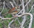 Emberiza_cirlus_pj0779