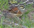 Emberiza_cirlus_pj0782