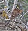 Emberiza_cirlus_pj0783