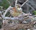 Emberiza_cirlus_pj0794