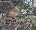 Emberiza_cirlus_pj0800