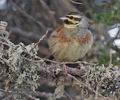 Emberiza_cirlus_pj0805