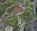 Emberiza_cirlus_pj0849