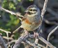 Emberiza_cirlus_pj0970