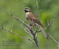 Emberiza_cirlus_r999500