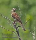 Emberiza_cirlus_r999502