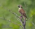 Emberiza_cirlus_r999503