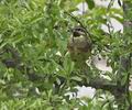 Emberiza_cirlus_r999981