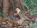 Emberiza_citrinella_8129