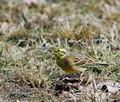 Emberiza_citrinella_aa3281