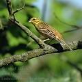 Emberiza_citrinella_ak3696