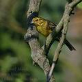 Emberiza_citrinella_ak3699