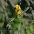 Emberiza_citrinella_ak3737