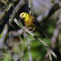 Emberiza_citrinella_ak3743