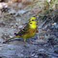 Emberiza_citrinella_ak3813