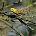 Emberiza_citrinella_ak3822