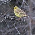 Emberiza_citrinella_ba0091