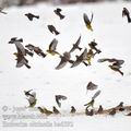 Emberiza_citrinella_ba6592