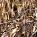 Emberiza_citrinella_bf1218