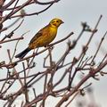 Emberiza_citrinella_bj1717