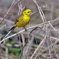 Emberiza_citrinella_bj1728