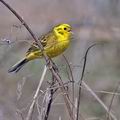 Emberiza_citrinella_bj1753