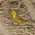 Emberiza_citrinella_bj1761