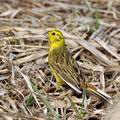 Emberiza_citrinella_bj1765