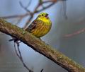 Emberiza_citrinella_bt4091