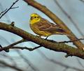 Emberiza_citrinella_bt4102