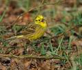 Emberiza_citrinella_bt4118