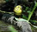 Emberiza_citrinella_d318