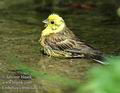 Emberiza_citrinella_d319