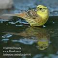 Emberiza_citrinella_da4930