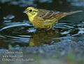 Emberiza_citrinella_da4940