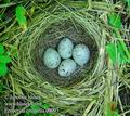 Emberiza_citrinella_e0093