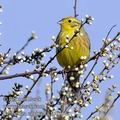 Emberiza_citrinella_fb6316