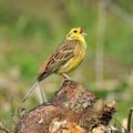 Emberiza_citrinella_ha3104