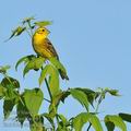 Emberiza_citrinella_ha8096