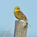 Emberiza_citrinella_ha8926