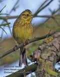 Emberiza_citrinella_rb4809