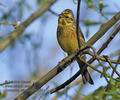 Emberiza_citrinella_rb4824