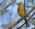 Emberiza_citrinella_rb4825