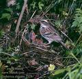 Emberiza_elegans_2328