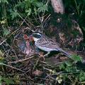 Emberiza_elegans_2329