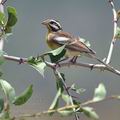 Emberiza_flaviventris_ba8878.jpg