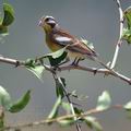 Emberiza_flaviventris_ba8879.jpg